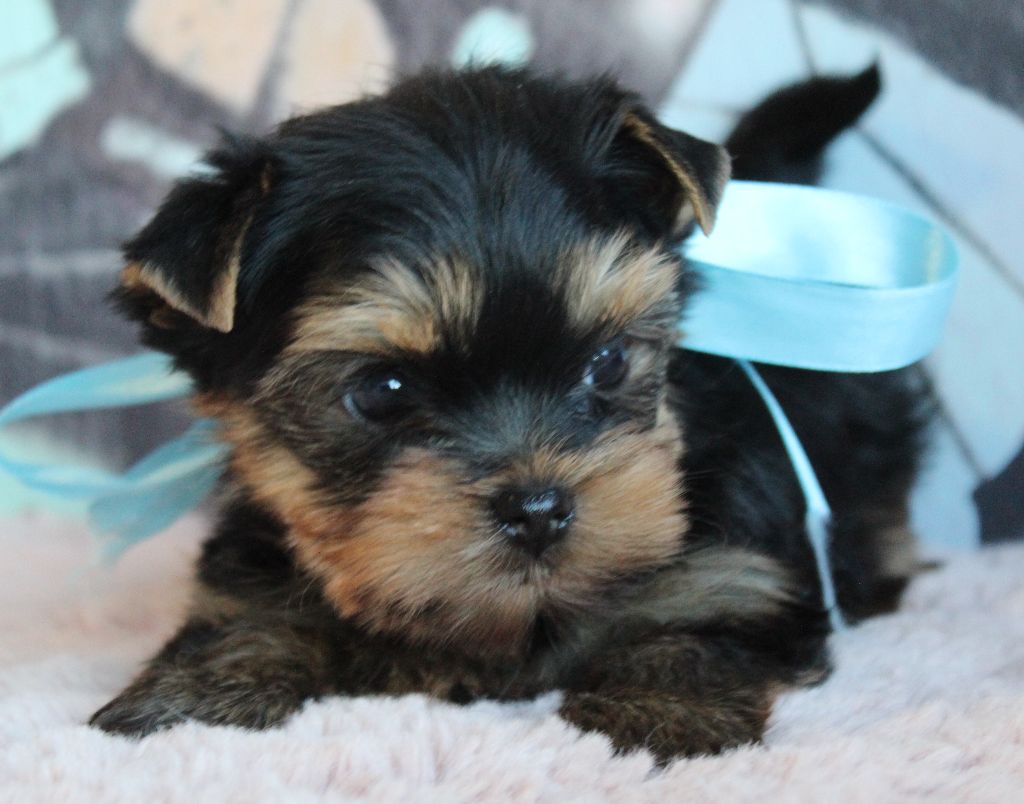 Des Anges de Batignolles - Chiot disponible  - Yorkshire Terrier