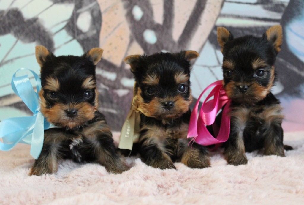 chiot Yorkshire Terrier Des Anges de Batignolles