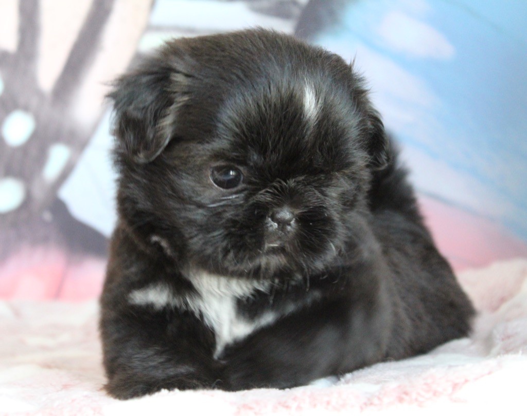 chiot Shih Tzu Des Anges de Batignolles