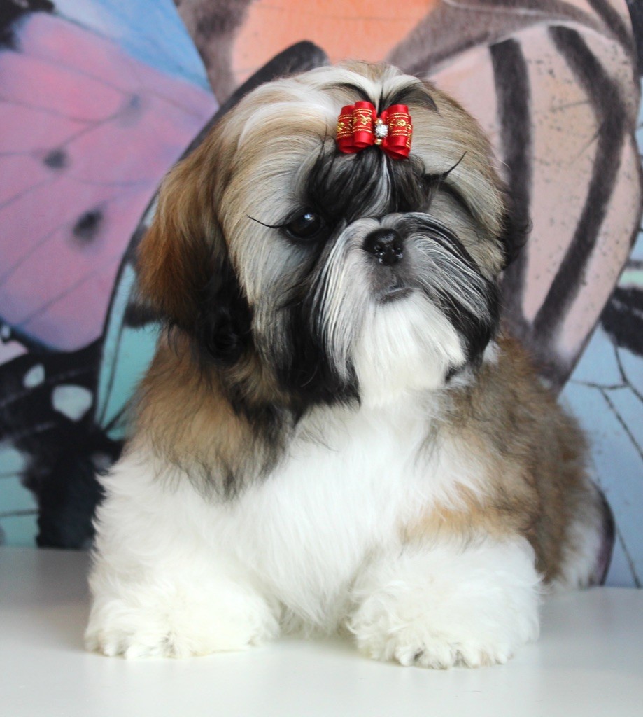 chiot Shih Tzu Des Anges de Batignolles