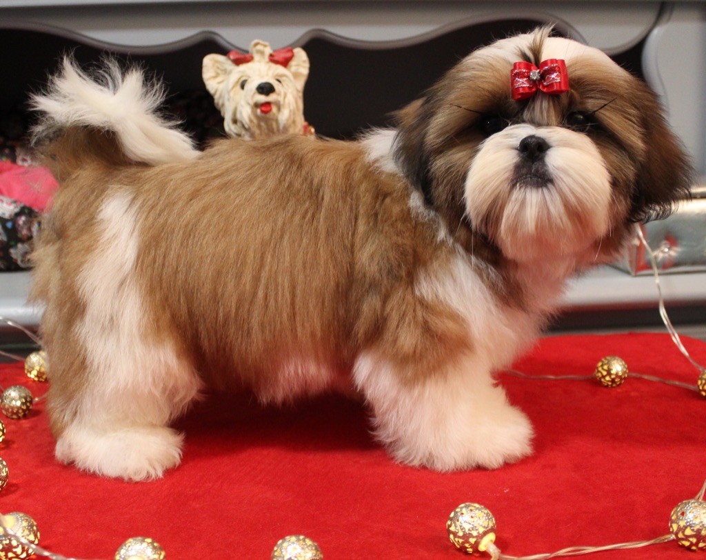 chiot Shih Tzu Des Anges de Batignolles