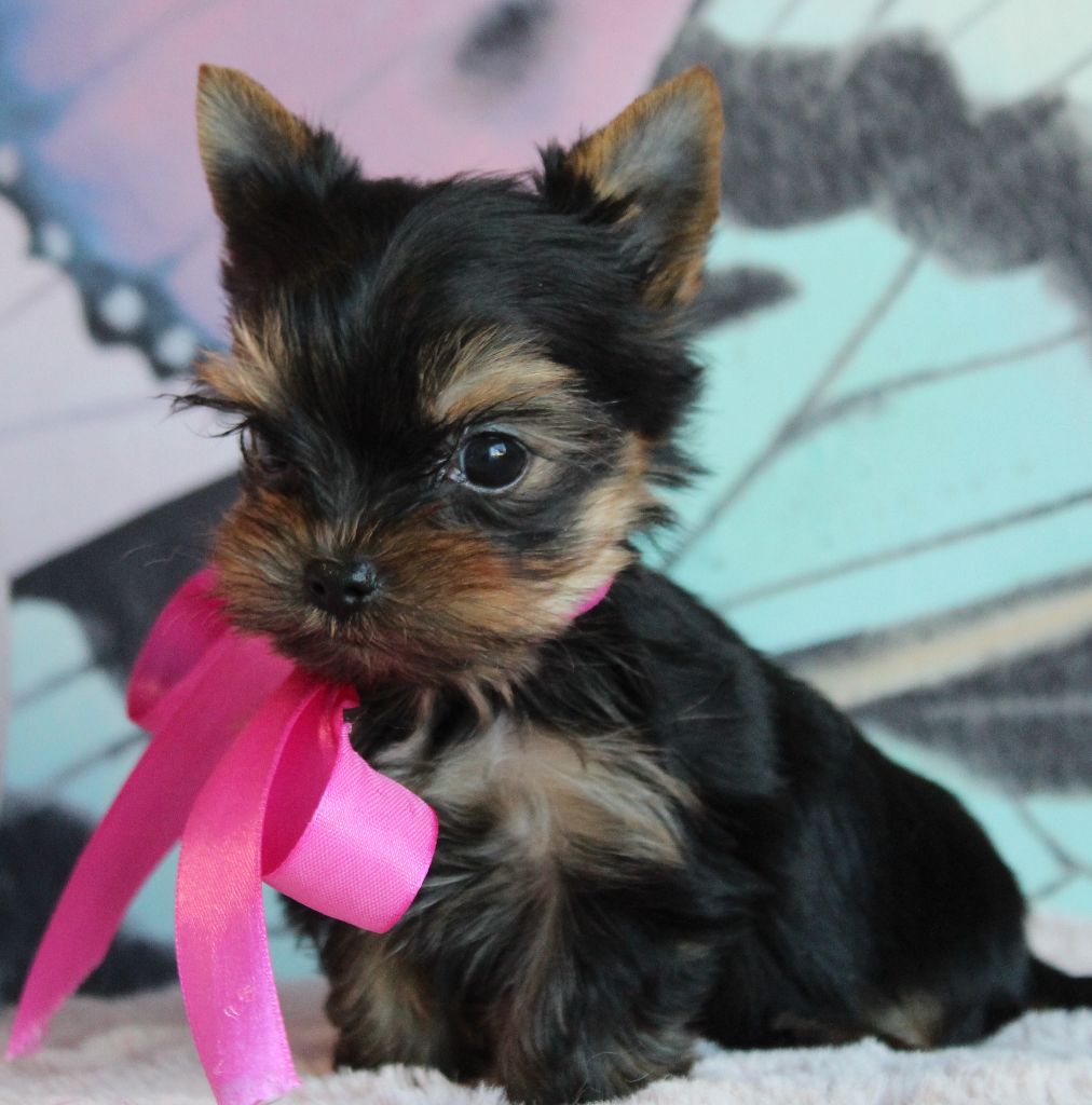 Des Anges de Batignolles - Chiot disponible  - Yorkshire Terrier