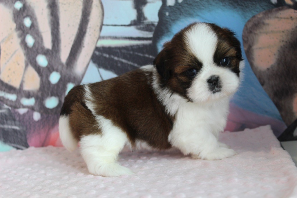 chiot Shih Tzu Des Anges de Batignolles