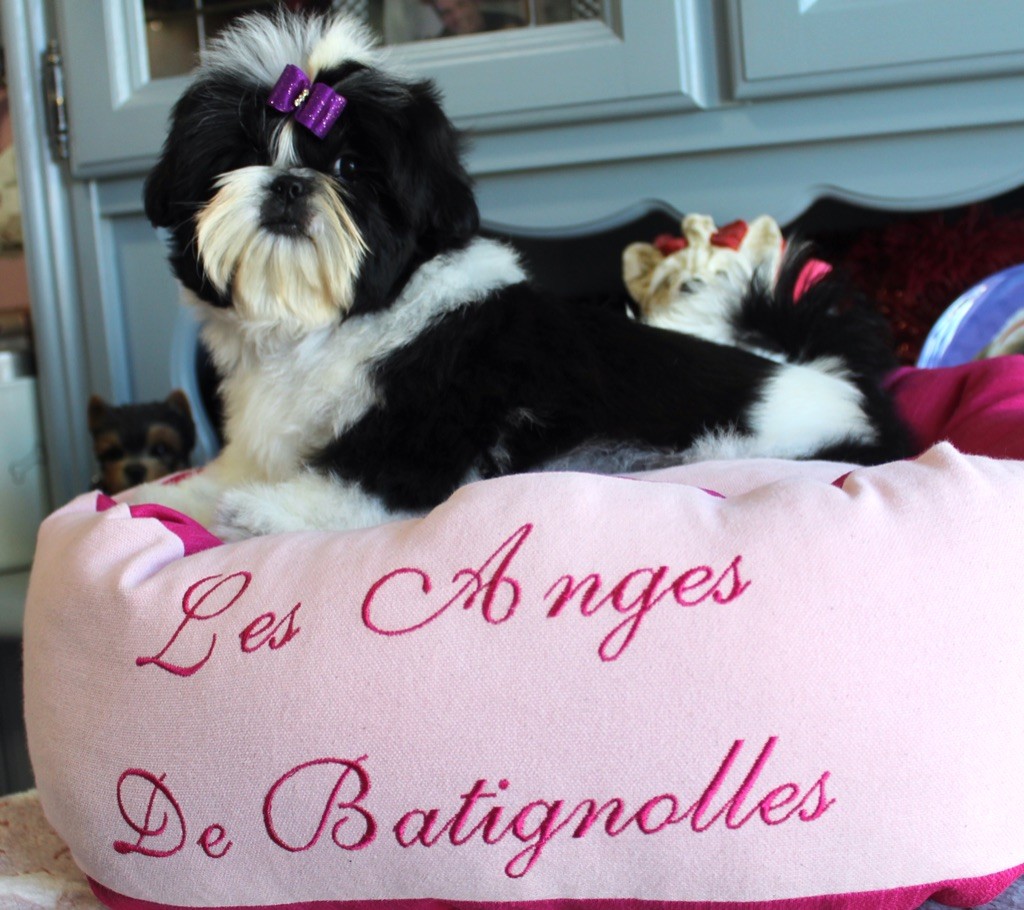 chiot Shih Tzu Des Anges de Batignolles