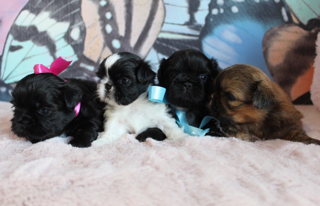 chiot Shih Tzu Des Anges de Batignolles