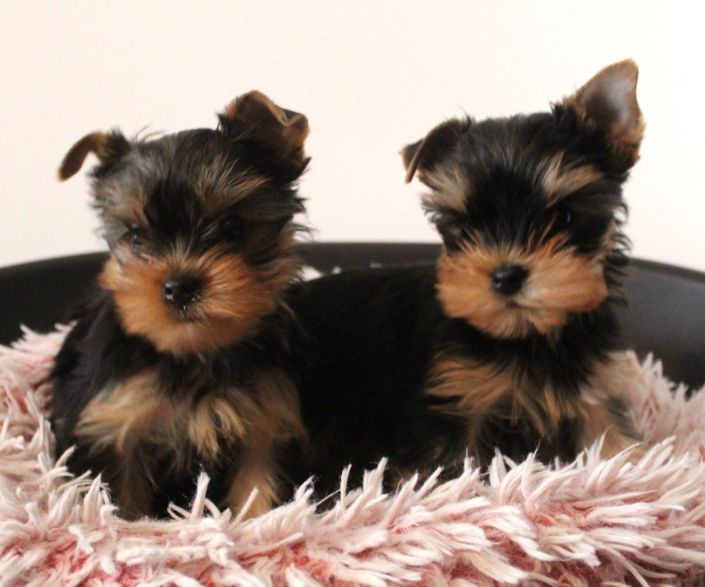 chiot Yorkshire Terrier Des Anges de Batignolles