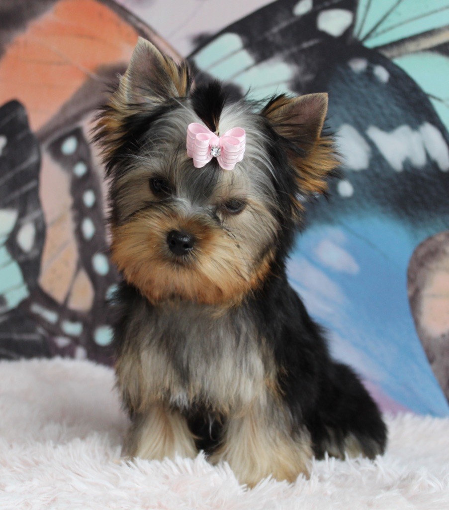 chiot Yorkshire Terrier Des Anges de Batignolles