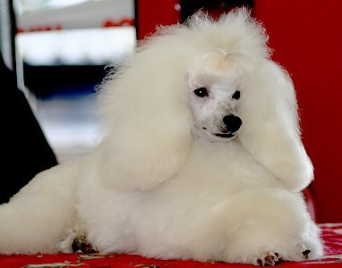 Elsa du domaine de l'etang des brumes