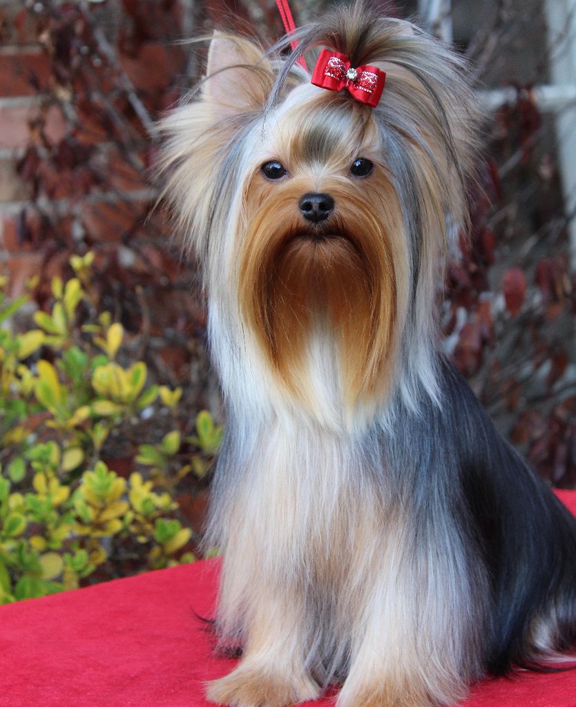 Voici simone Very York Trip