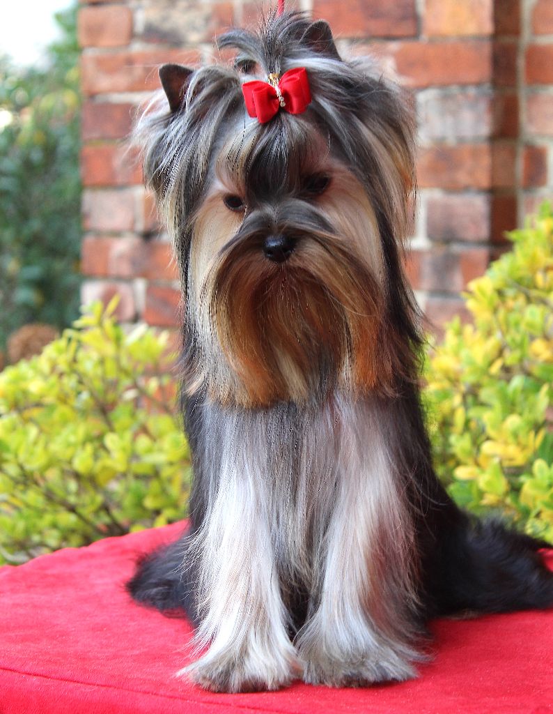 Yolanda de La Maison De Folie