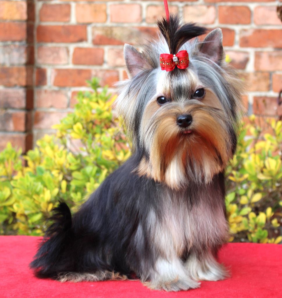 Yeruda Du Berceau De Michel-Ange