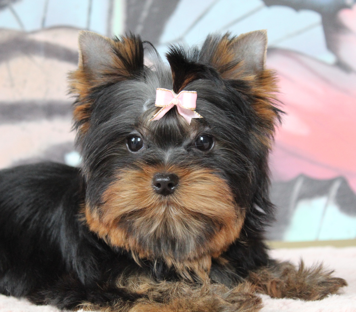 A Kiss Please Des Anges de Batignolles