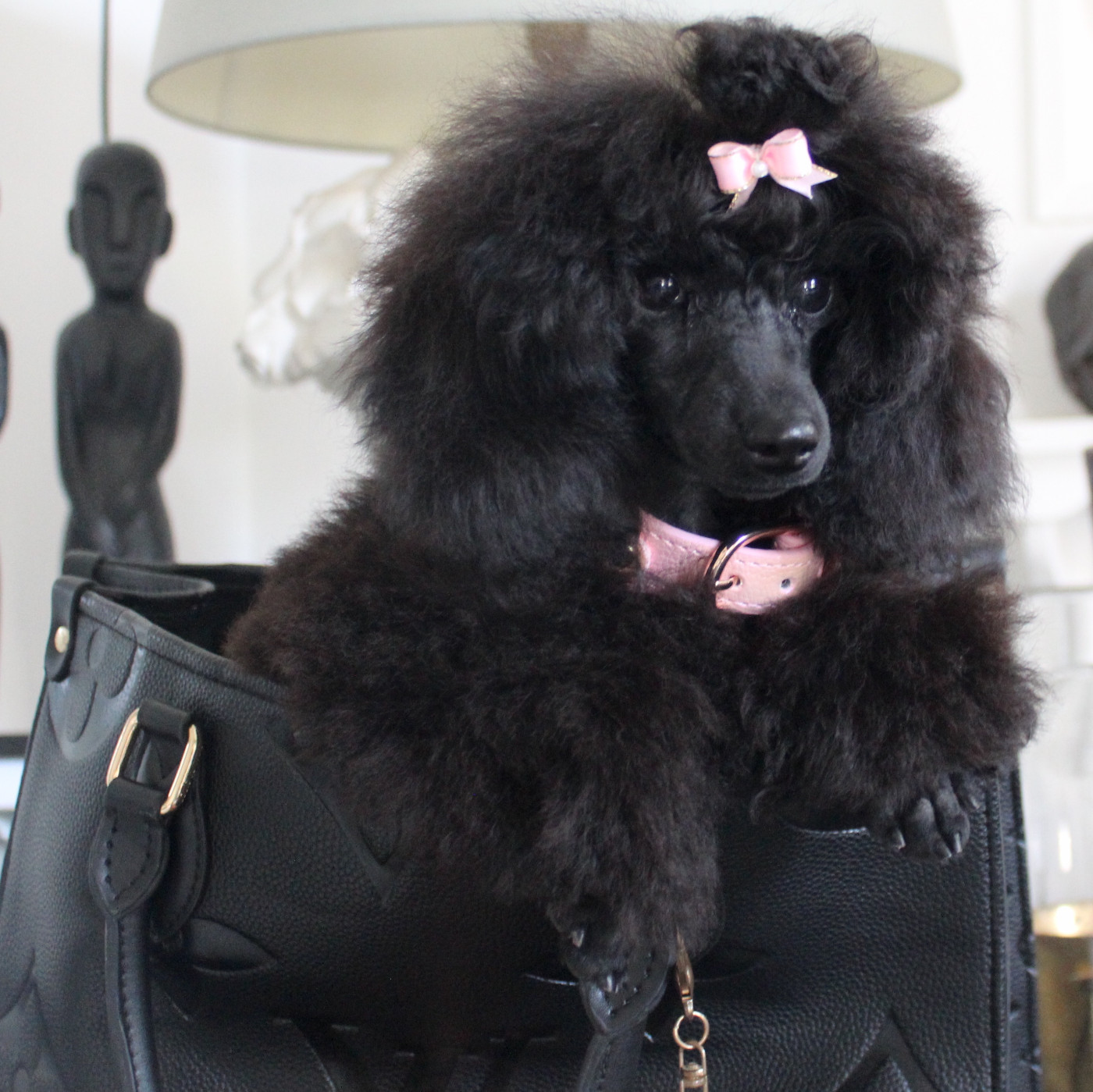 KRAUSE WHITE POODEL KINGHTOM BLACK DIAMOND