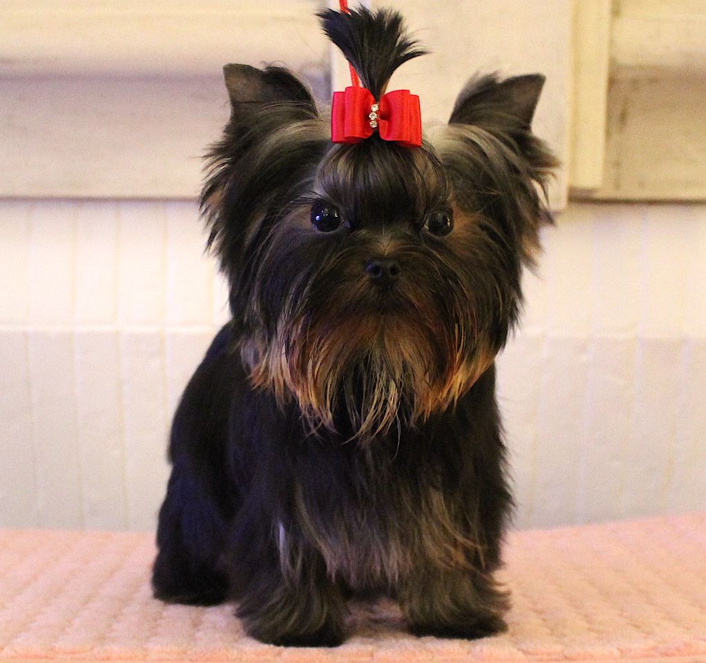 Femelle extra miniature disponible