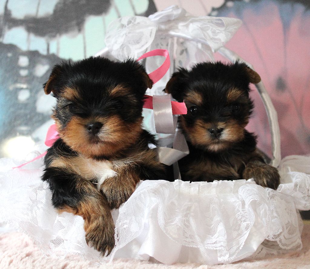 Femelles Disponibles