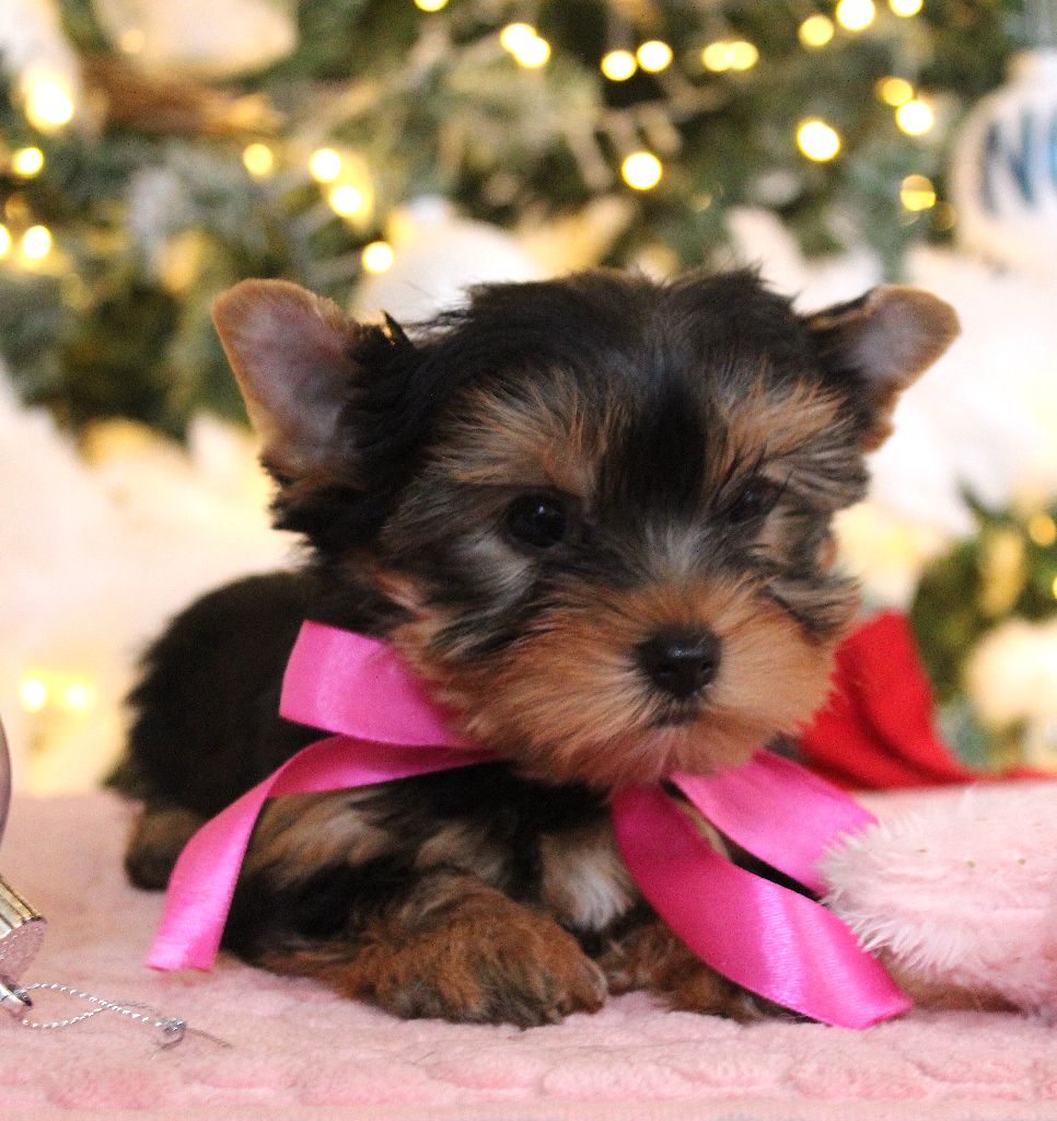 Des Anges de Batignolles - Athéna  Disponible