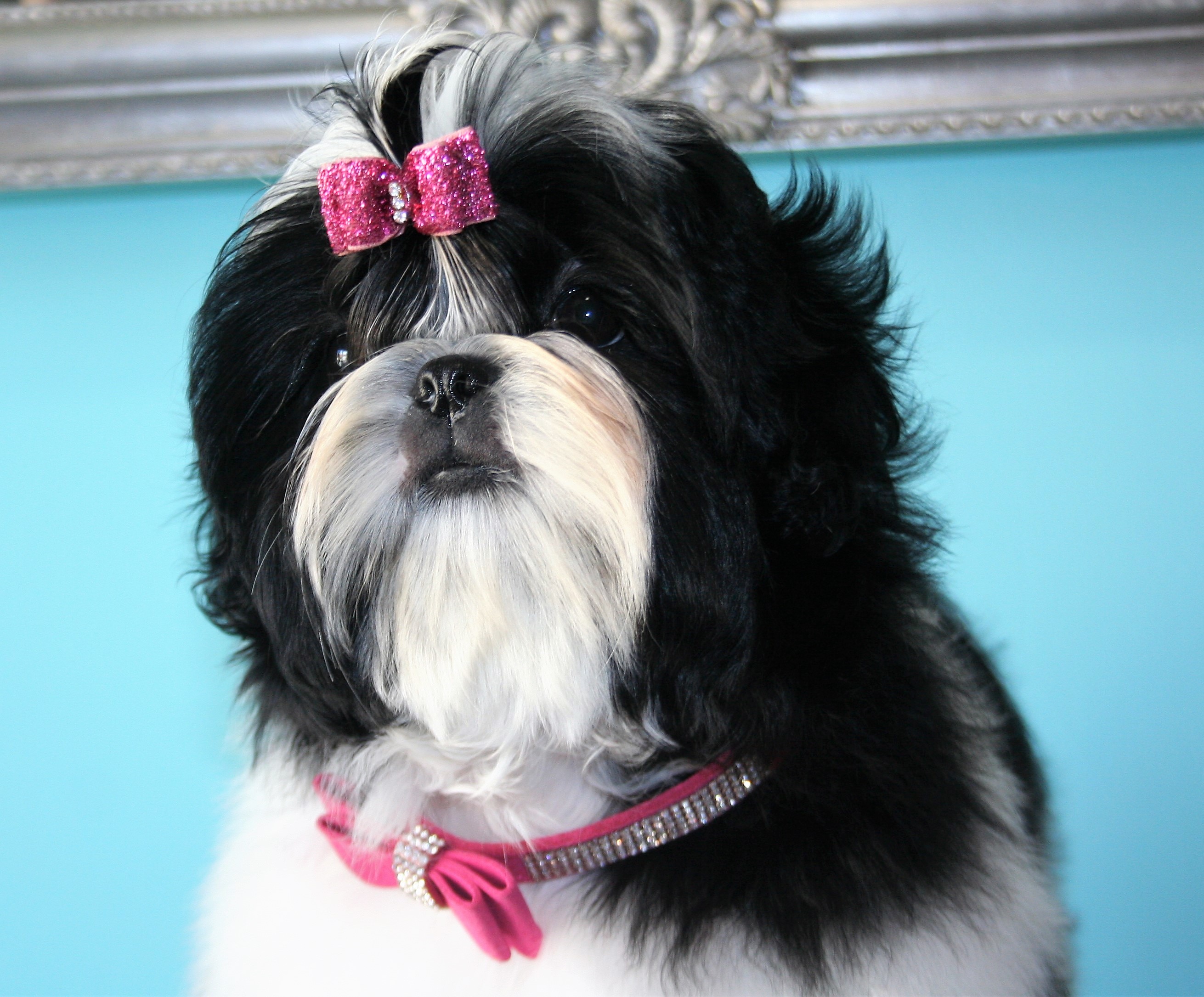 Des Anges de Batignolles