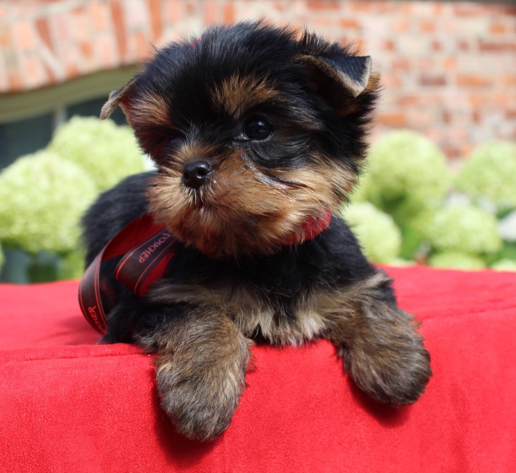 Des Anges de Batignolles - Chiots disponibles - Yorkshire Terrier