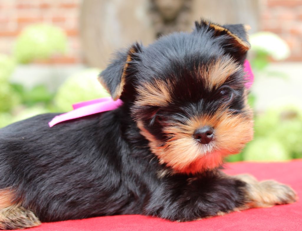 Des Anges de Batignolles - Yorkshire Terrier - Portée née le 26/12/2025