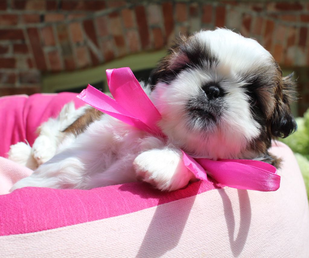 Chiot Shih Tzu Des Anges de Batignolles
