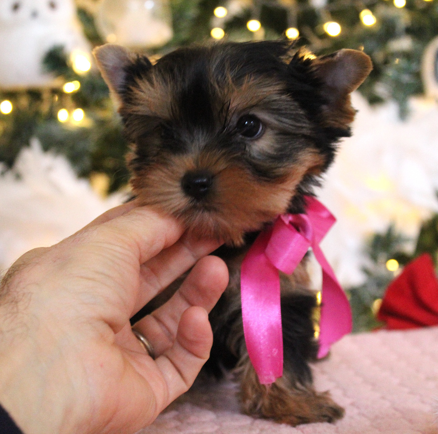 Des Anges de Batignolles - Chiots disponibles - Yorkshire Terrier