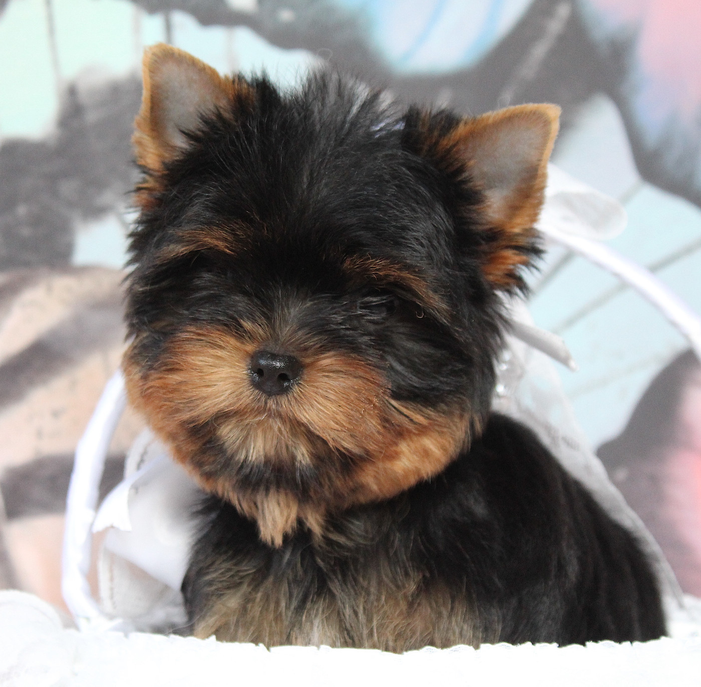 Des Anges de Batignolles - Chiots disponibles - Yorkshire Terrier