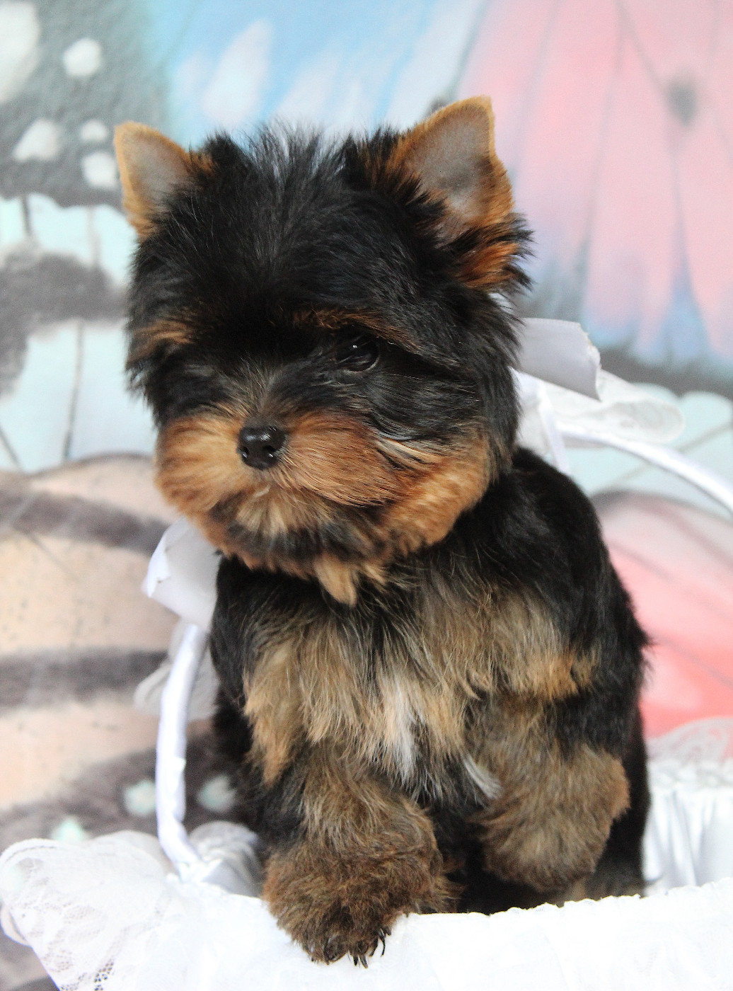 Des Anges de Batignolles - Yorkshire Terrier - Portée née le 06/11/2025