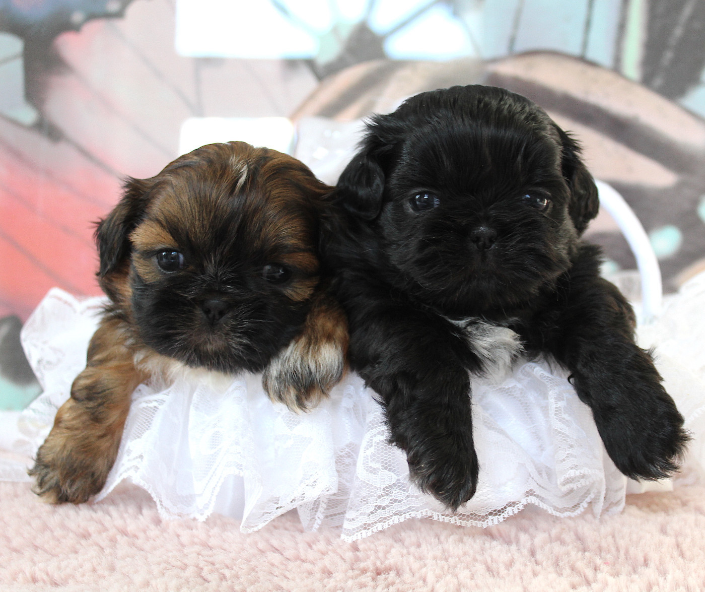 Des Anges de Batignolles - Shih Tzu - Portée née le 28/01/2026