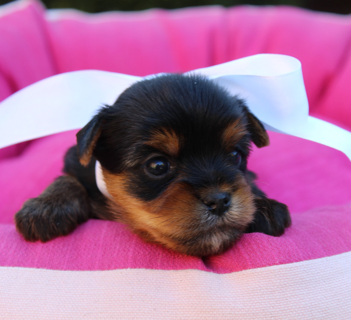 Des Anges de Batignolles - Chiots disponibles - Yorkshire Terrier