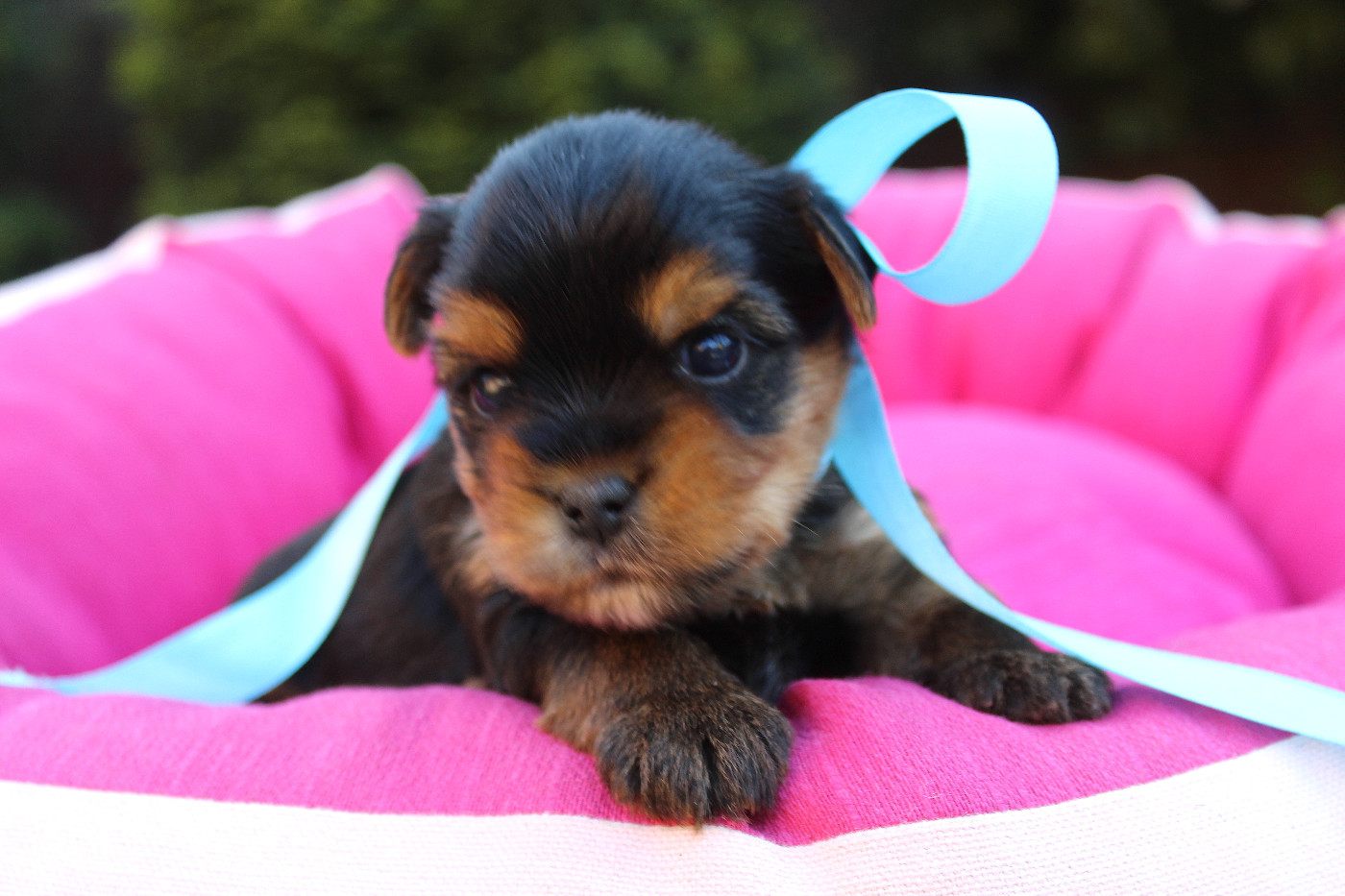 Des Anges de Batignolles - Chiots disponibles - Yorkshire Terrier