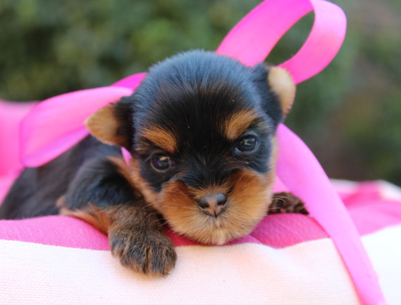 Des Anges de Batignolles - Chiots disponibles - Yorkshire Terrier