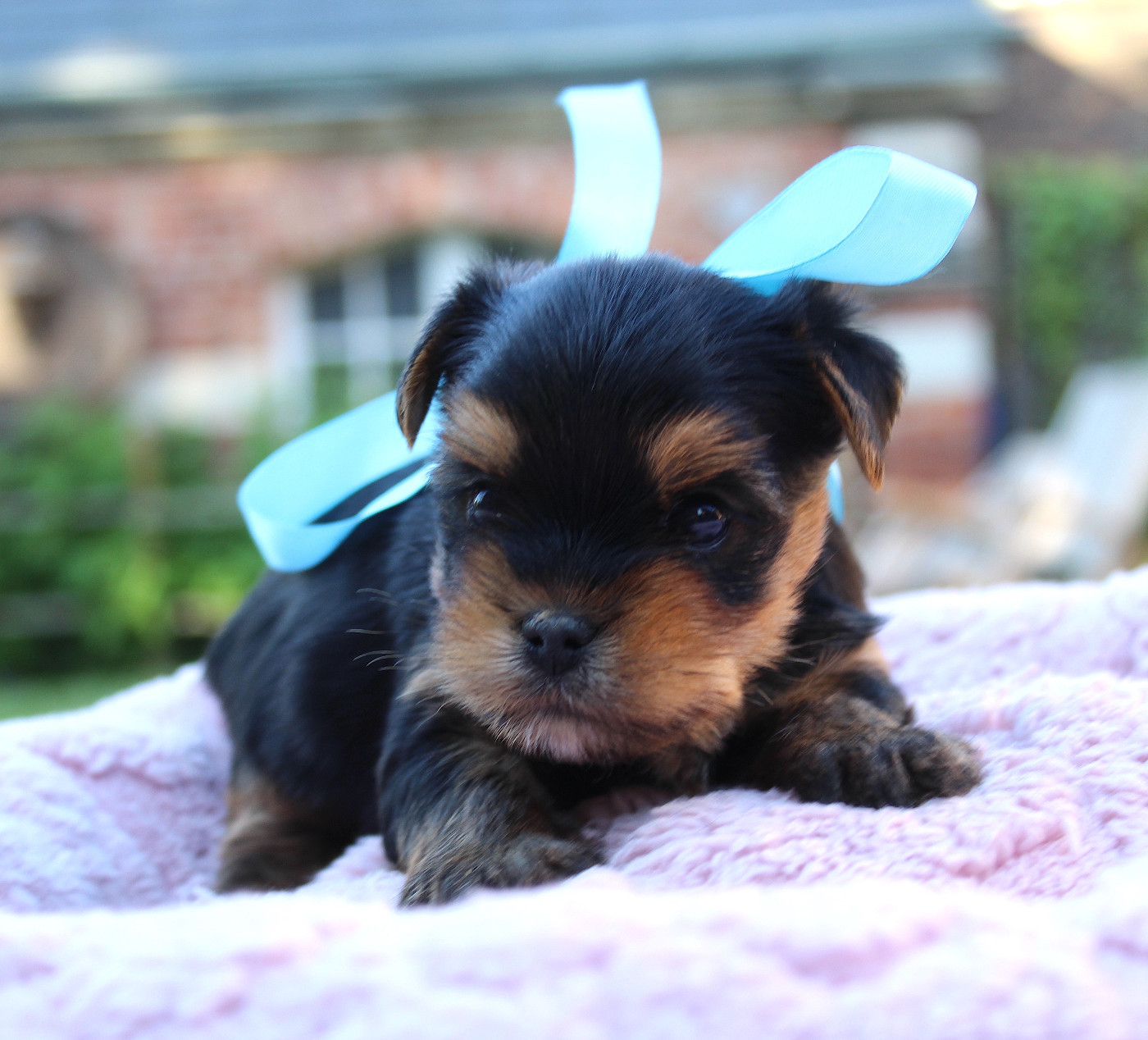 Des Anges de Batignolles - Chiots disponibles - Yorkshire Terrier