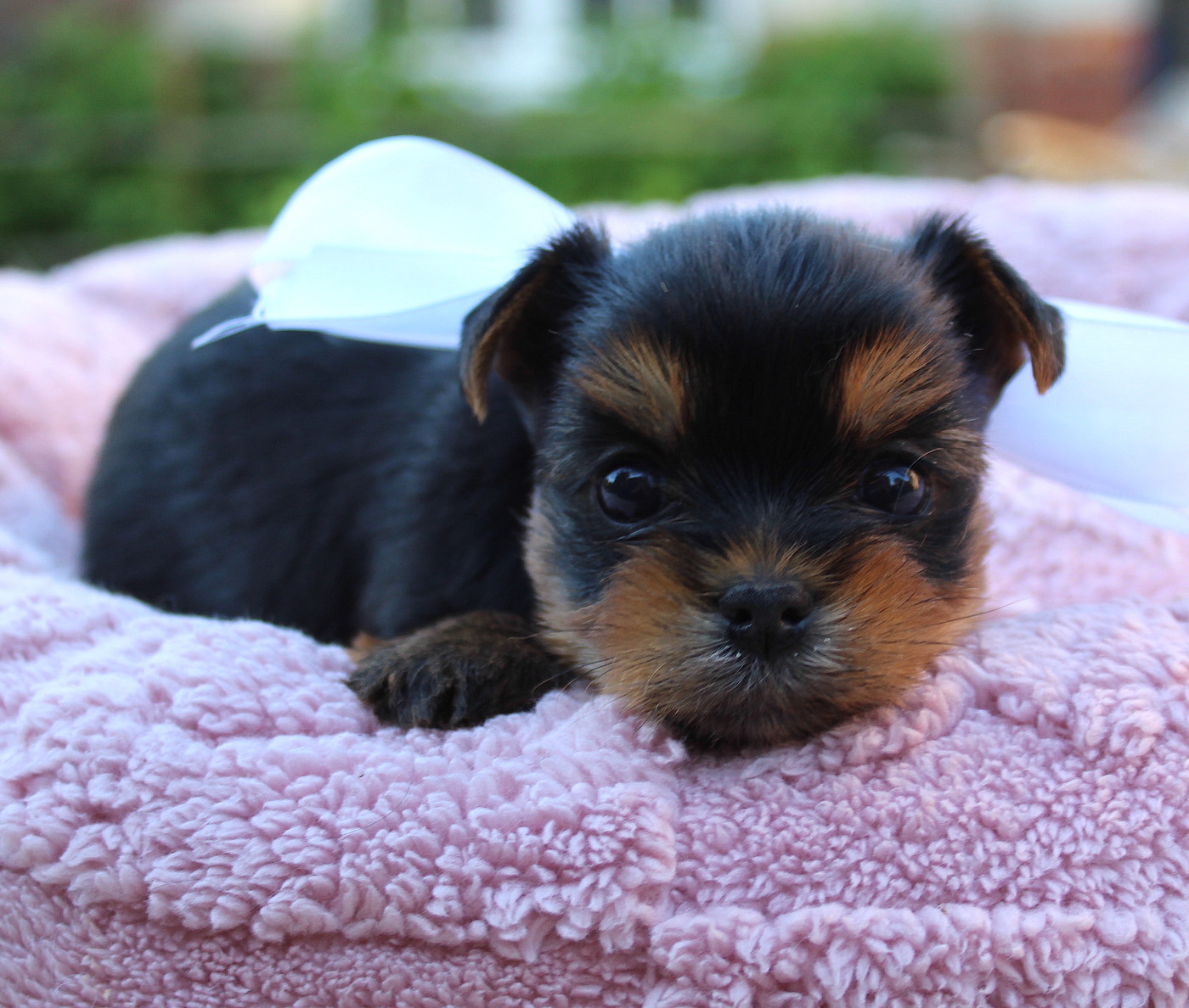 Des Anges de Batignolles - Chiots disponibles - Yorkshire Terrier