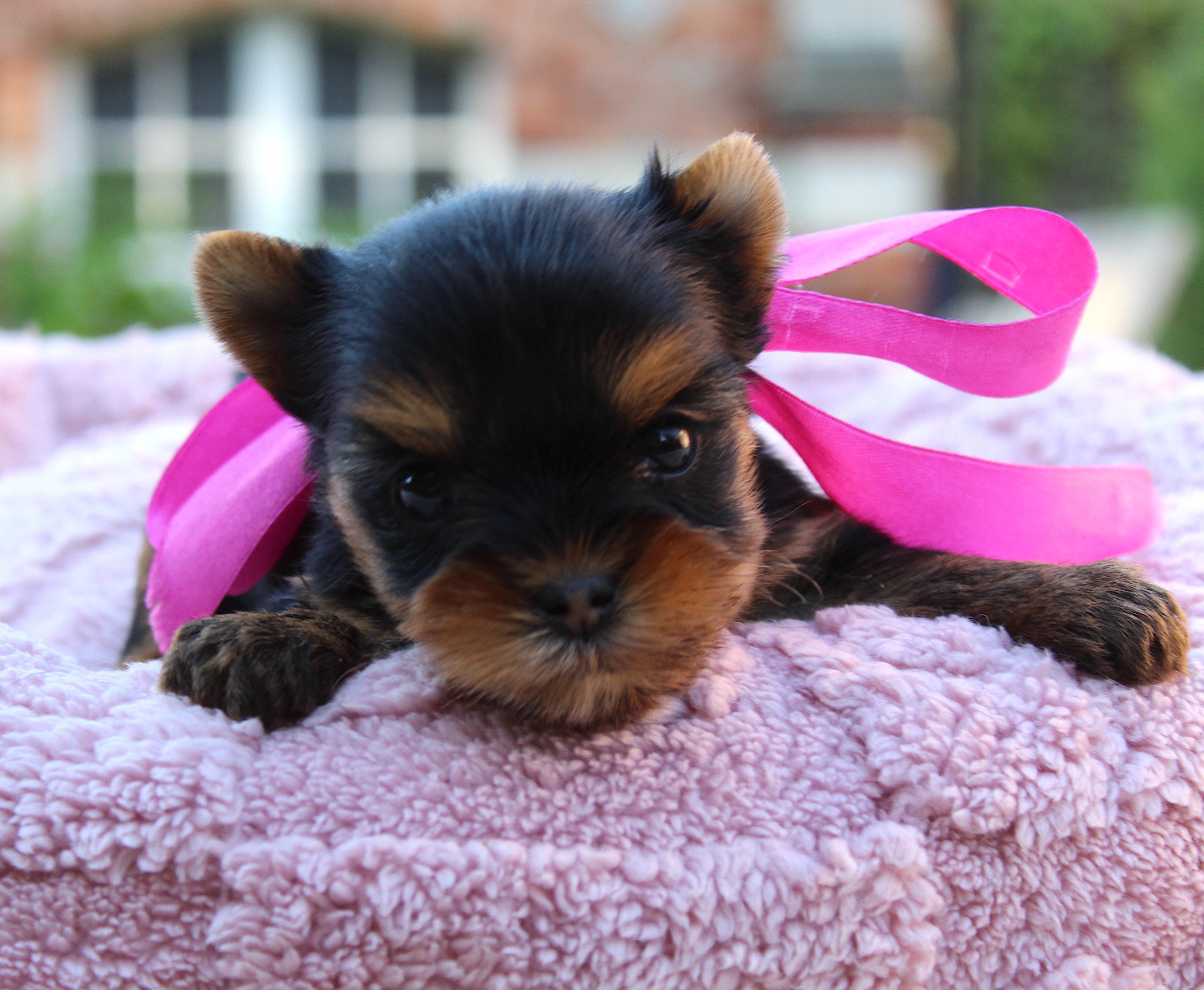 Des Anges de Batignolles - Chiots disponibles - Yorkshire Terrier