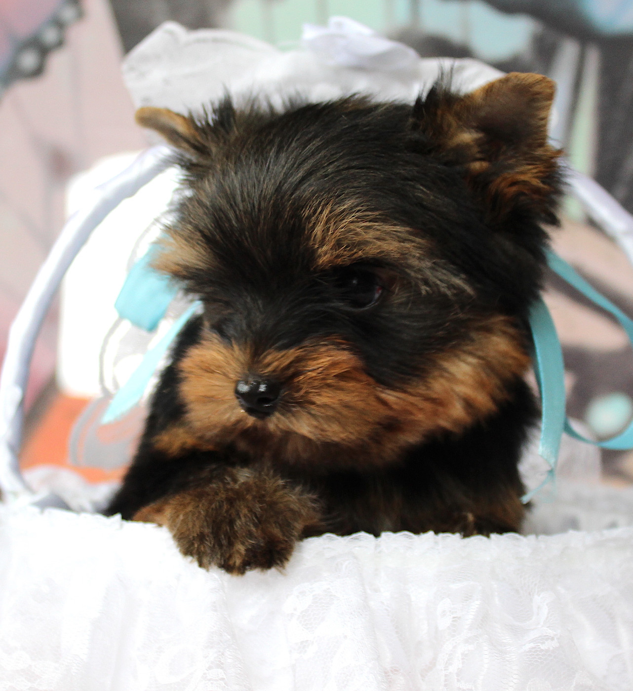 Des Anges de Batignolles - Yorkshire Terrier - Portée née le 26/12/2025