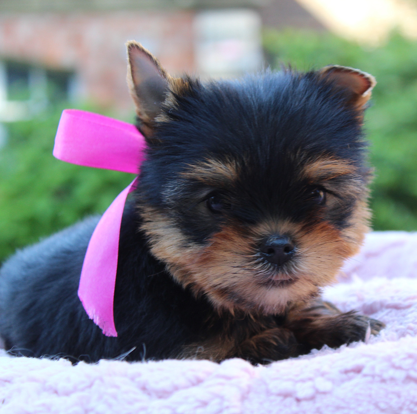 Des Anges de Batignolles - Yorkshire Terrier - Portée née le 02/04/2026