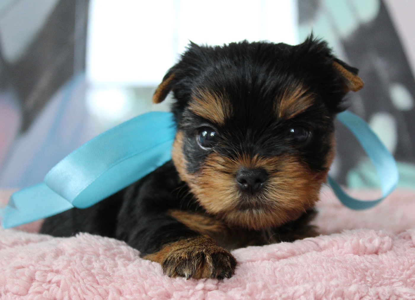Des Anges de Batignolles - Yorkshire Terrier - Portée née le 08/05/2026