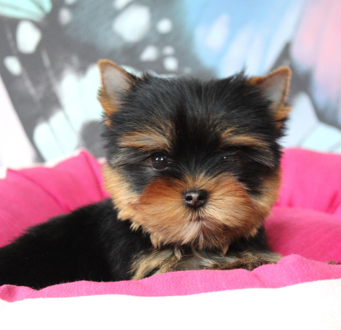 Des Anges de Batignolles - Chiots disponibles - Yorkshire Terrier