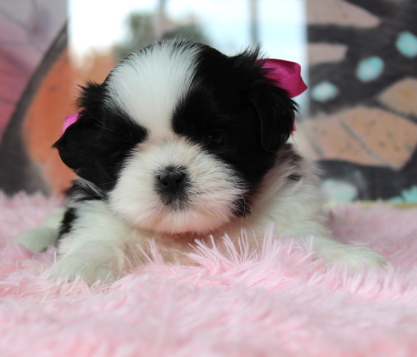 Des Anges de Batignolles - Shih Tzu - Portée née le 17/06/2026