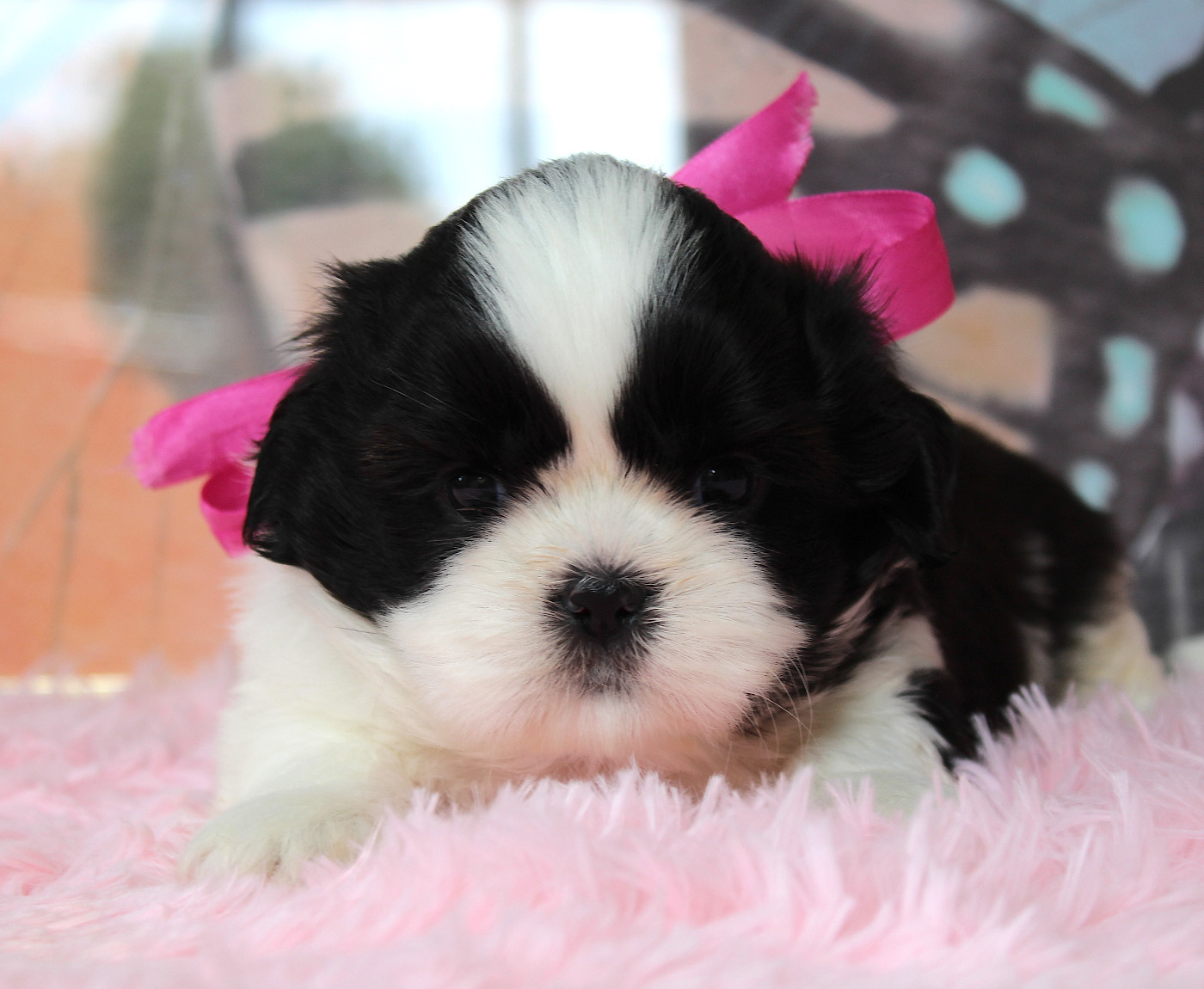 Des Anges de Batignolles - Chiots disponibles - Shih Tzu