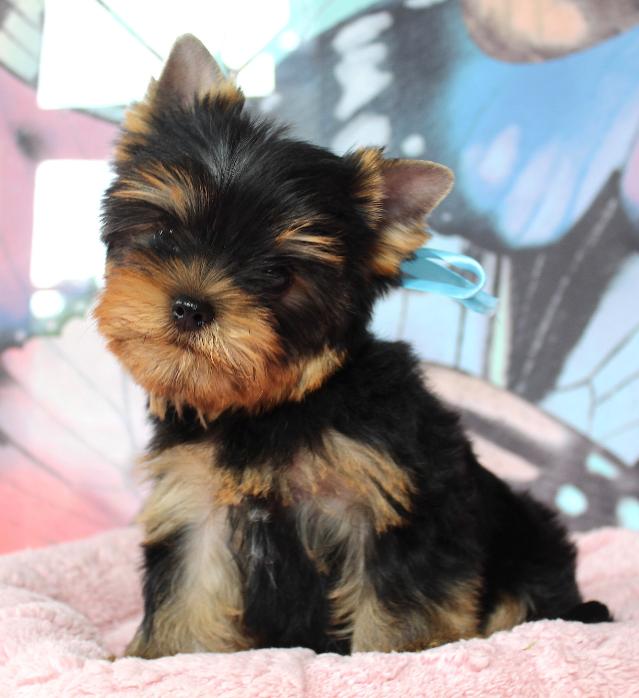 Des Anges de Batignolles - Yorkshire Terrier - Portée née le 08/05/2026