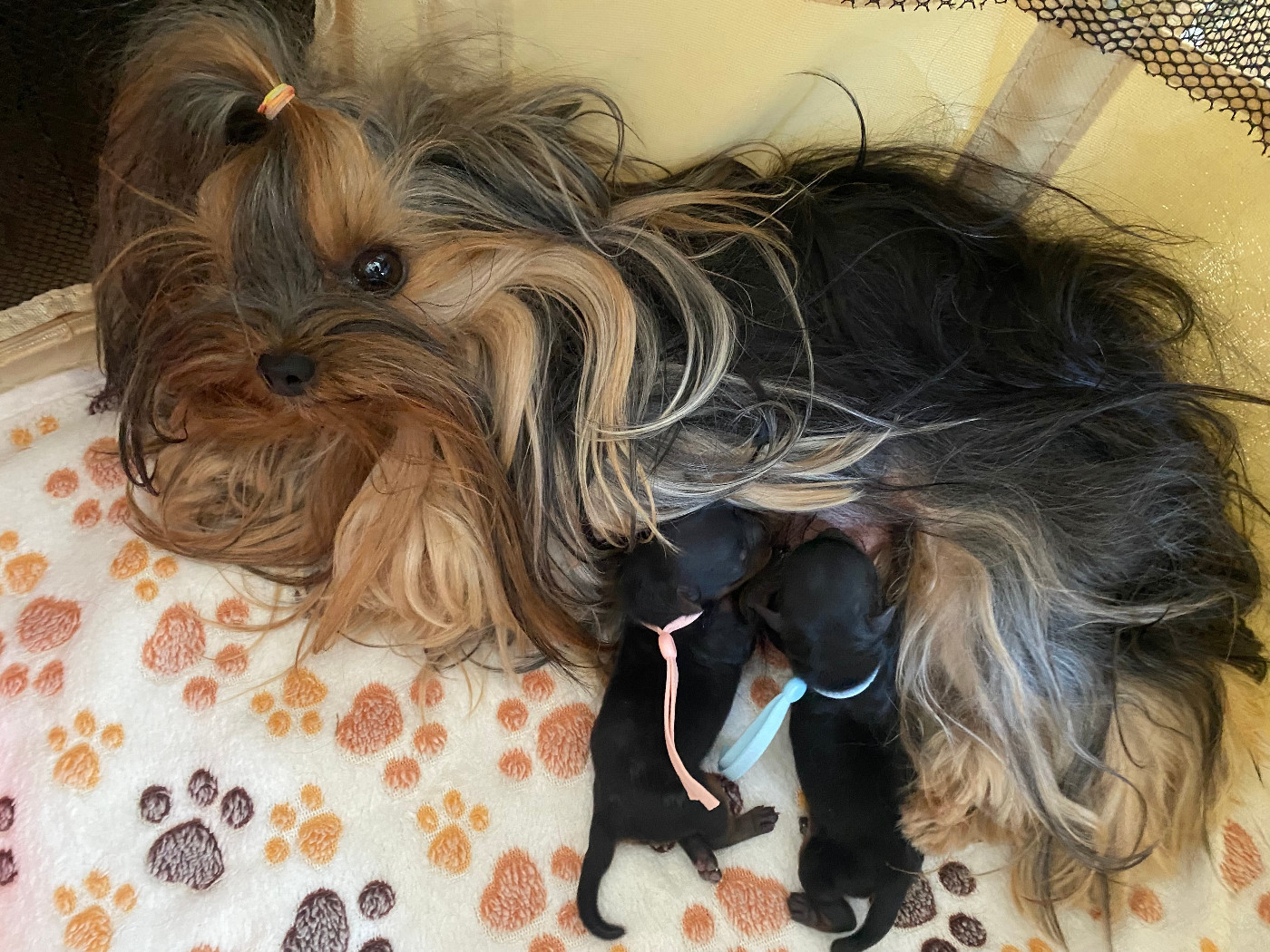 Des Anges de Batignolles - Chiots disponibles - Yorkshire Terrier