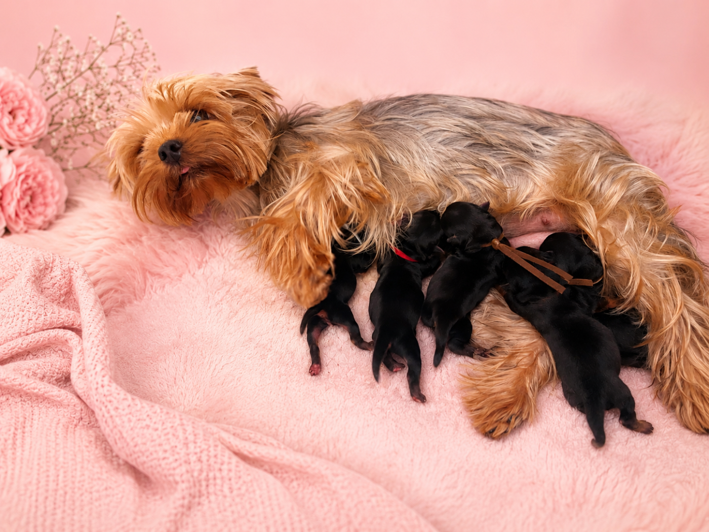 Des Anges de Batignolles - Chiots disponibles - Yorkshire Terrier