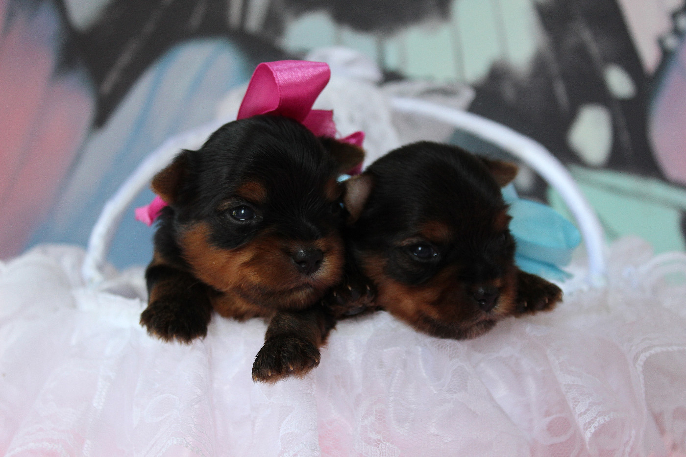 Des Anges de Batignolles - Chiots disponibles - Yorkshire Terrier