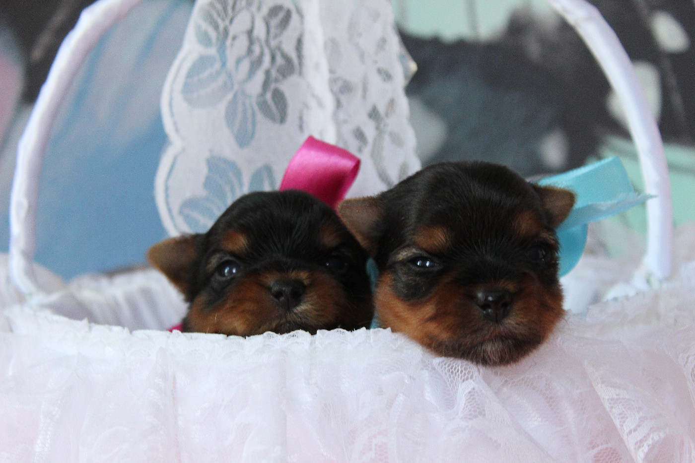 Des Anges de Batignolles - Chiots disponibles - Yorkshire Terrier