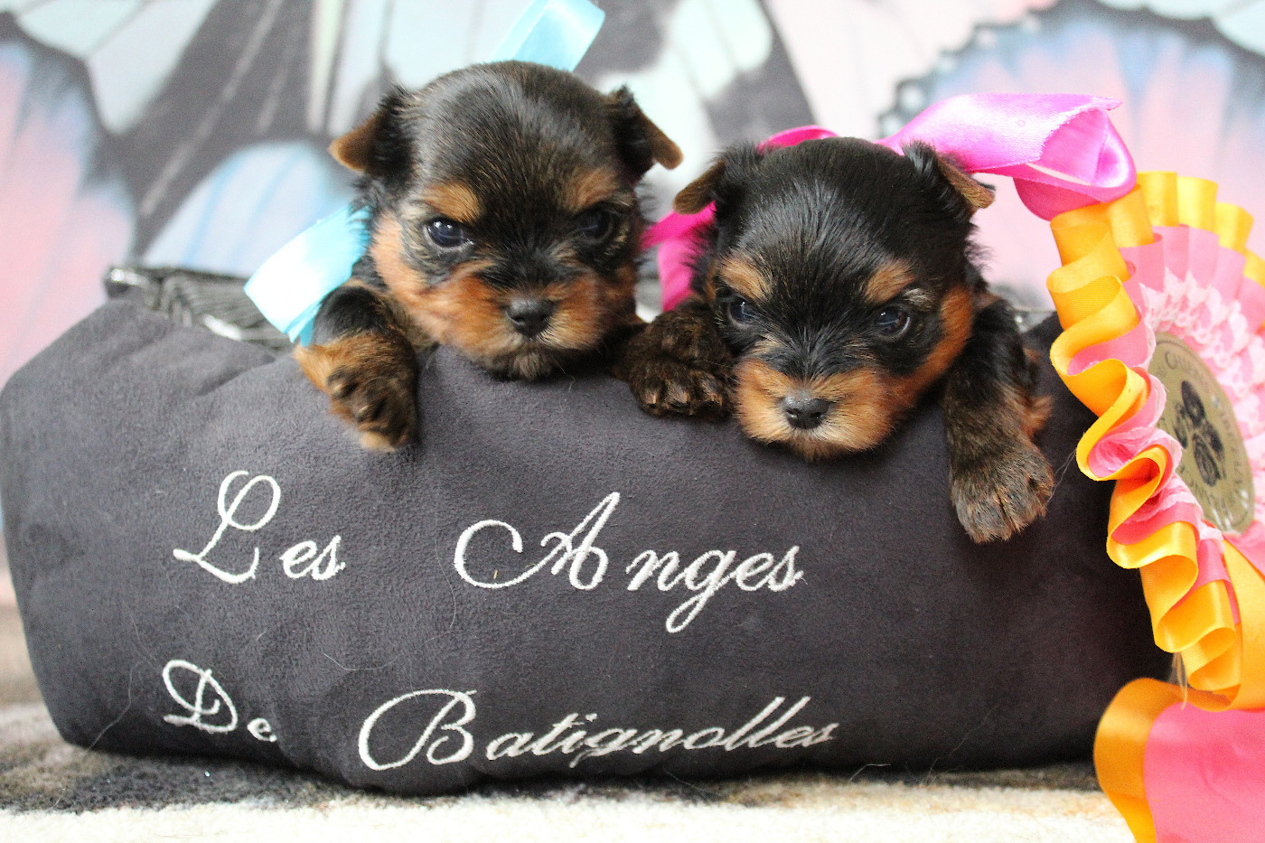 Des Anges de Batignolles - Chiots disponibles - Yorkshire Terrier