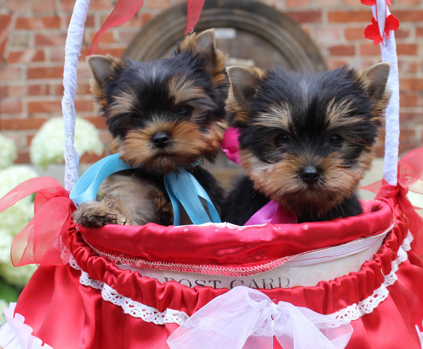 Des Anges de Batignolles - Chiots disponibles - Yorkshire Terrier