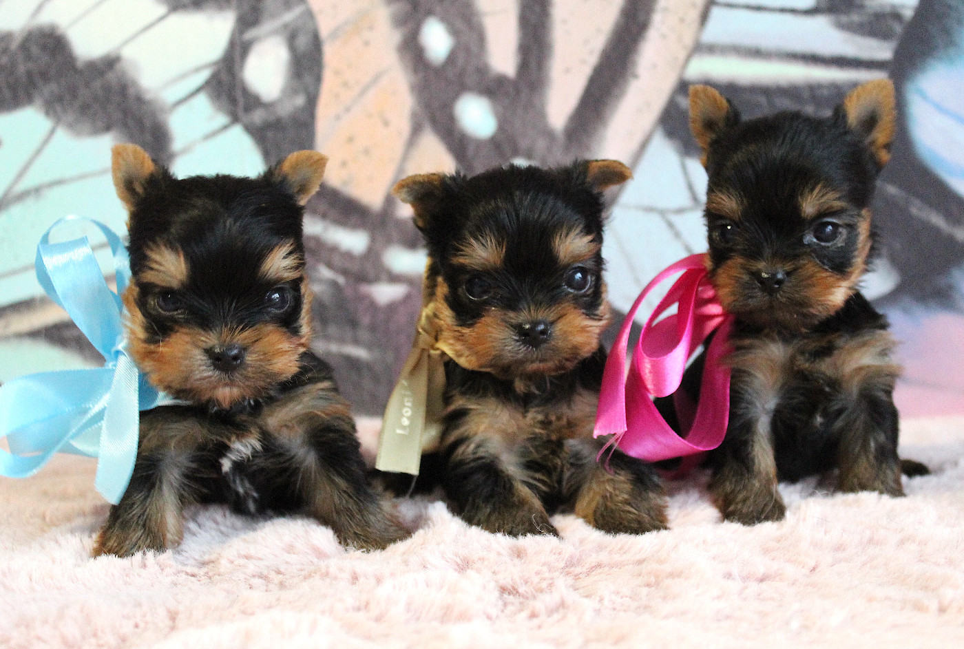 Chiot Yorkshire Terrier Des Anges de Batignolles