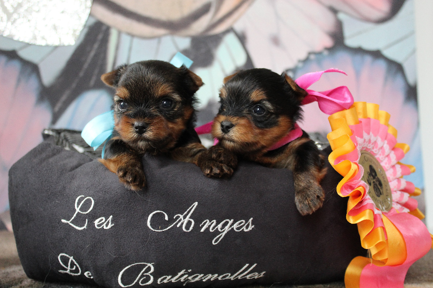 Des Anges de Batignolles - Yorkshire Terrier - Portée née le 03/08/2026