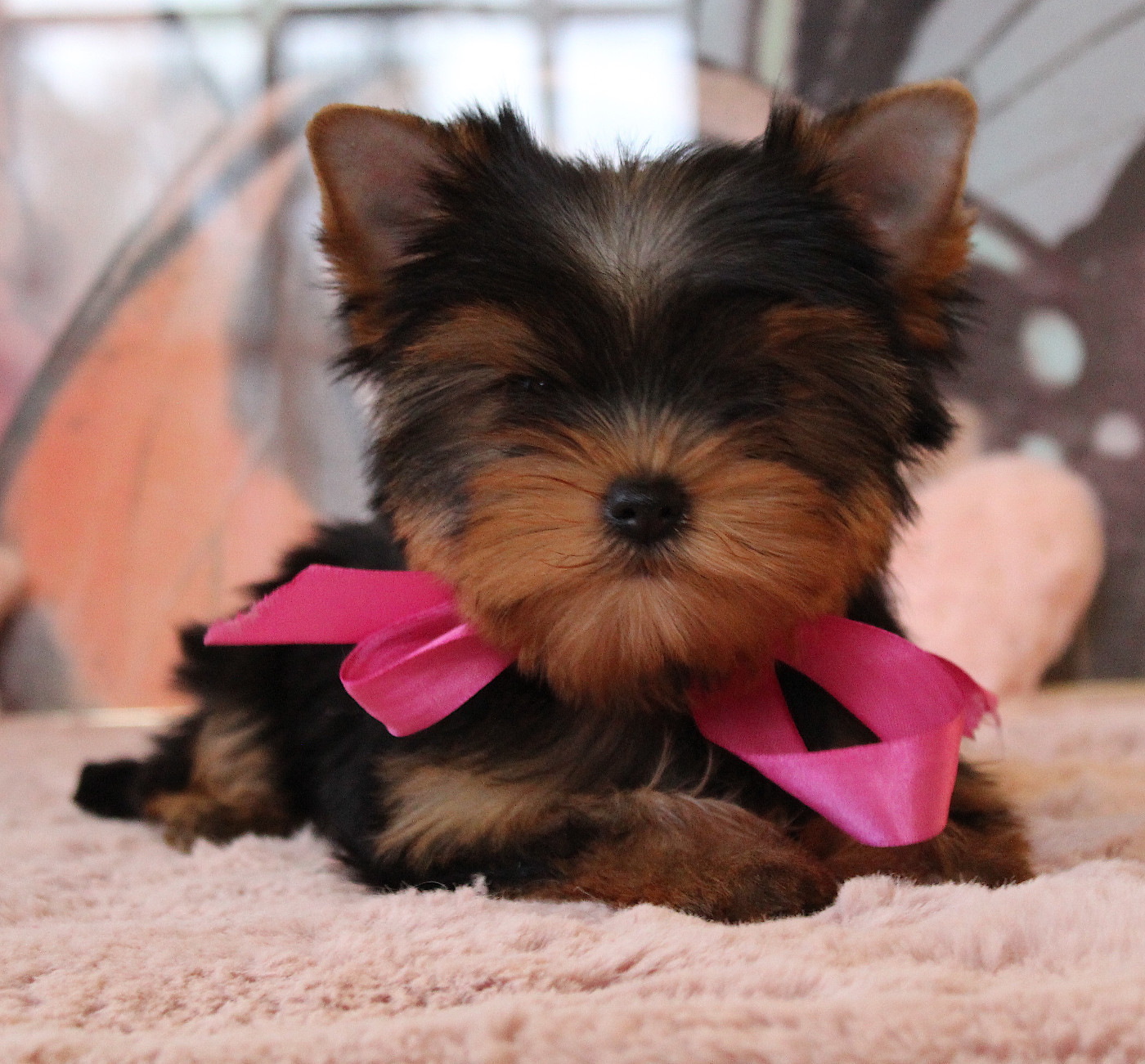 Des Anges de Batignolles - Chiots disponibles - Yorkshire Terrier